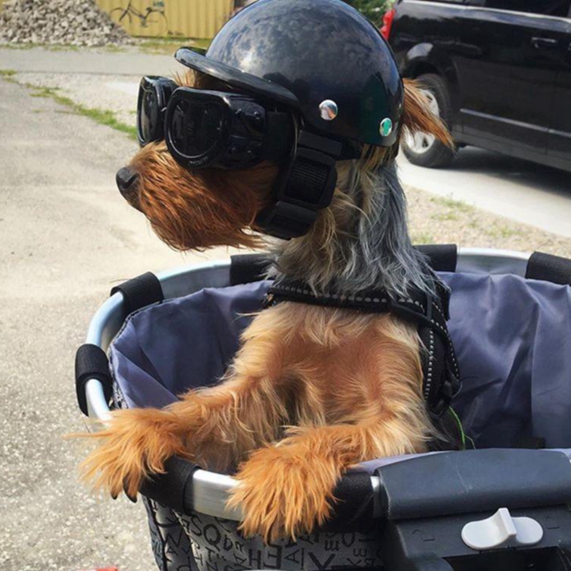 Commuting By Bike - ペット用サングラス付きオートバイヘルメット,動物用安全ヘルメット,旅行,ヘッド保護,ペット用品,m